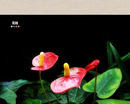 如何让花烛更旺盛——花烛养护全攻略(提升光合作用、适度浇水、注意通风——让花烛茁壮成长的三大法宝) 如何让花烛更旺盛——花烛养护全攻略(提升光合作用、适度浇水、注意通风——让花烛茁壮成长的三大法宝)