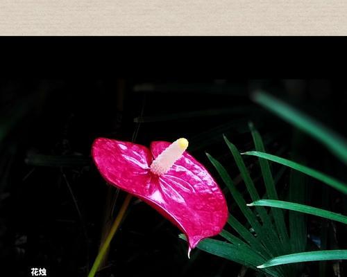 如何让花烛更旺盛——花烛养护全攻略(提升光合作用、适度浇水、注意通风——让花烛茁壮成长的三大法宝) 如何让花烛更旺盛——花烛养护全攻略(提升光合作用、适度浇水、注意通风——让花烛茁壮成长的三大法宝)