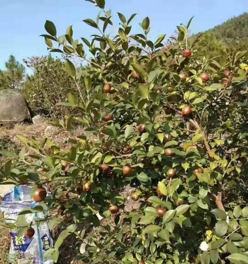 茶油树种植的时间和结果周期剖析（茶油树种植多少年可以结果？什么因素会影响其结果周期？）