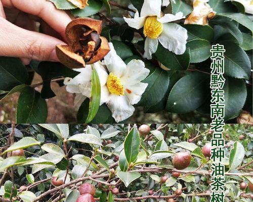 茶油树种植的时间和结果周期剖析（茶油树种植多少年可以结果？什么因素会影响其结果周期？）