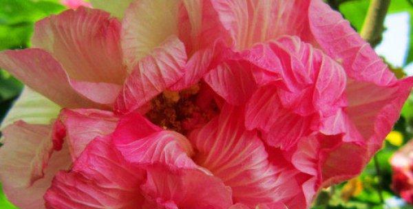 芙蓉花的光照需求（为您解答芙蓉花生长中的关键问题）