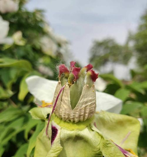 牡丹花的移植方法（从挖掘到定植，轻松掌握牡丹花的移植技巧）