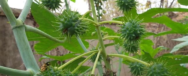 危险吃人植物揭秘（了解这些吓人的“杀手”植物，生命安全更有保障）