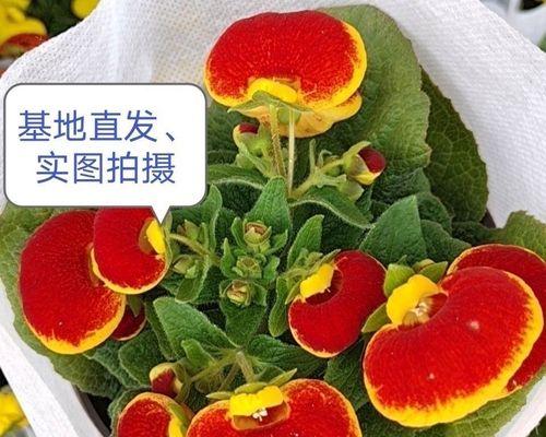 蒲包花种植全指南（打造花园的选择，轻松掌握栽培技巧）