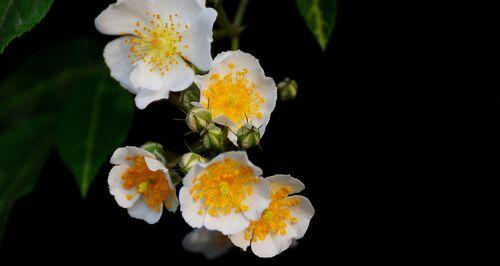 白色蔷薇花的特点与魅力（探寻白色蔷薇的神秘之美）