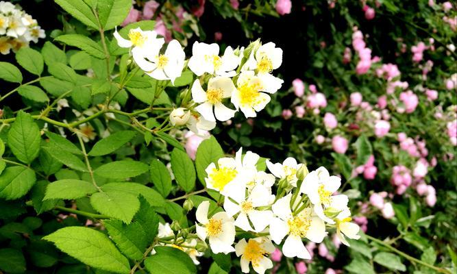 白色蔷薇花的特点与魅力（探寻白色蔷薇的神秘之美）
