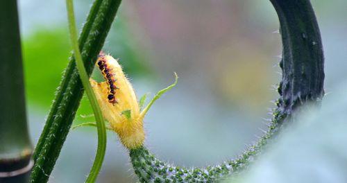 如何培养毛毛虫花开花？（学习如何让这种古怪的植物为您绽放）
