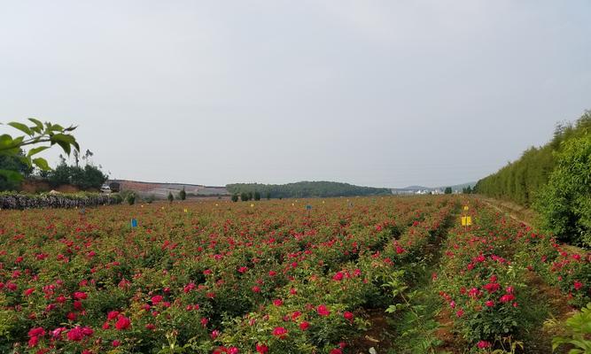 玫瑰花的种植和养护技巧（从选种到繁殖，教你打造美丽花园）