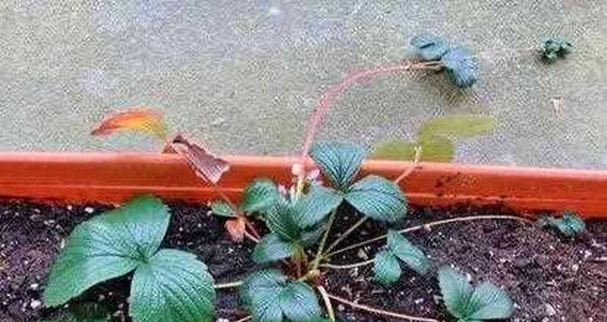 盆栽草莓的种植方法（从选种到收获，轻松打造自家草莓园）