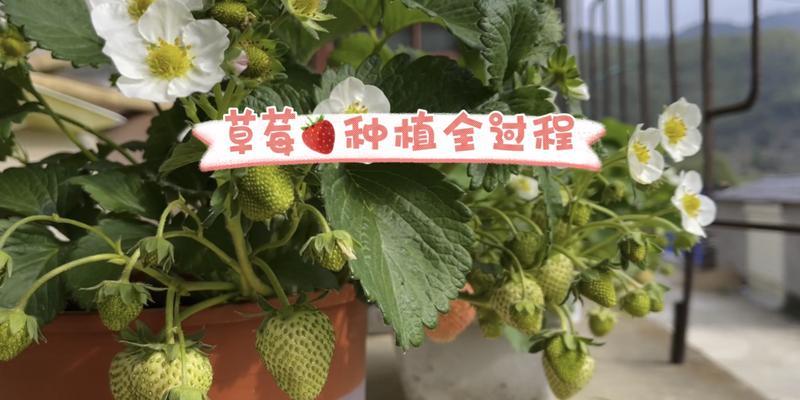 盆栽草莓的种植方法（从选种到收获，轻松打造自家草莓园）