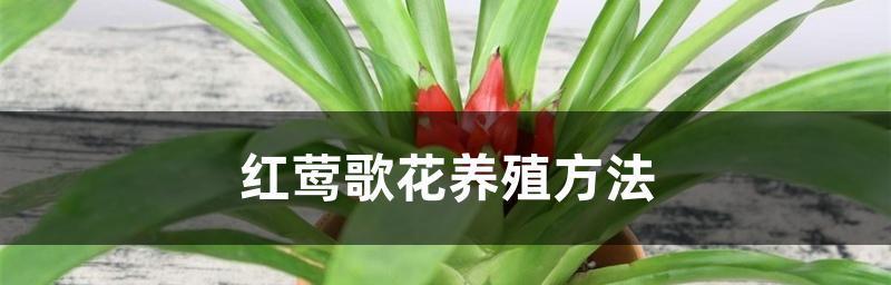 花草生长的营养锦囊——各种花肥的使用方法（打造健康饱满的花园秘籍）