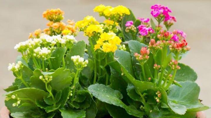花草生长的营养锦囊——各种花肥的使用方法（打造健康饱满的花园秘籍）