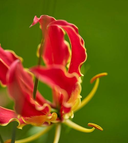 印度国花——莲花（传承千年的印度国花，其象征意义深厚）