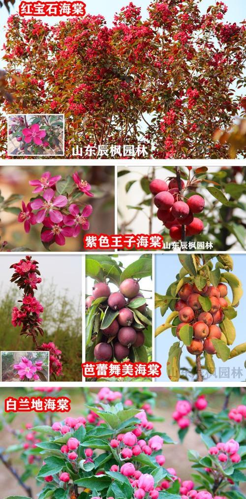 探讨海棠果的品种分类及特性