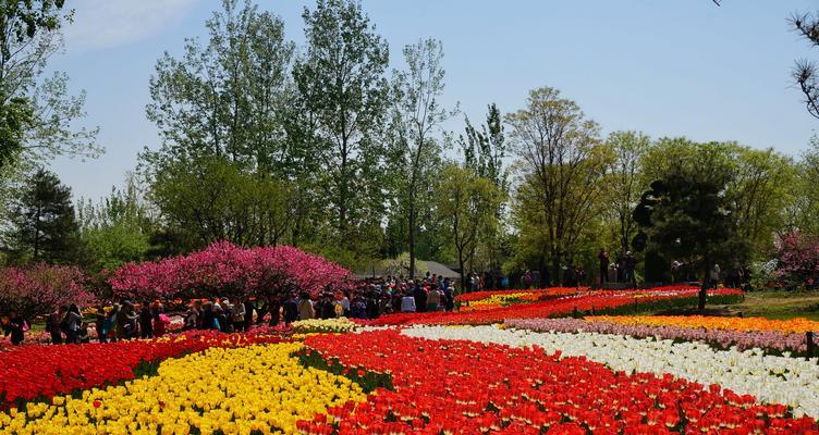 郁金香种植的时间（何时种植郁金香更容易成功？）