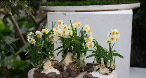 水仙花夏季养护大全（水仙花生长的关键和养护要点，让你轻松打造花坛美景）