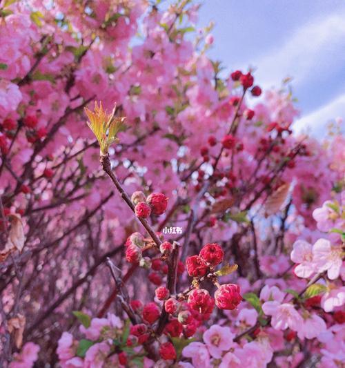 春日花开（赏花知识带你走进春天的花海）