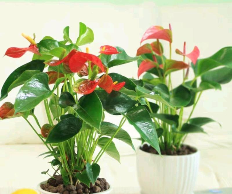 红掌栽培营养要求（打造健康的红掌花园，从营养开始）