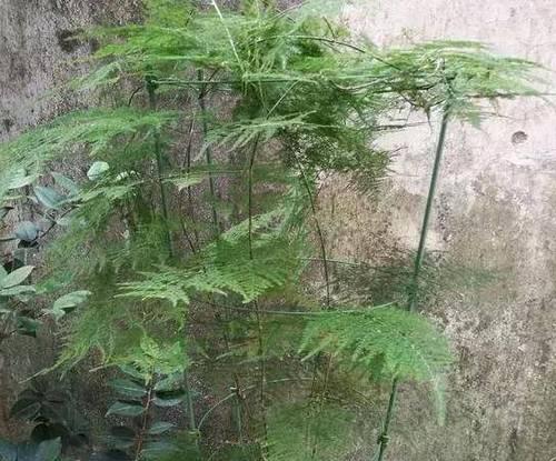 文竹的外观特征与生长习性（探究文竹的叶形、枝干、根系、茎秆和繁殖方式）