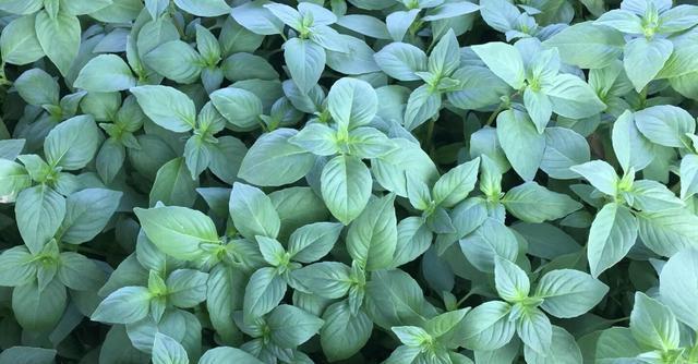 荆芥种植方法与时间详解（全面了解荆芥的生长条件和栽培技巧）