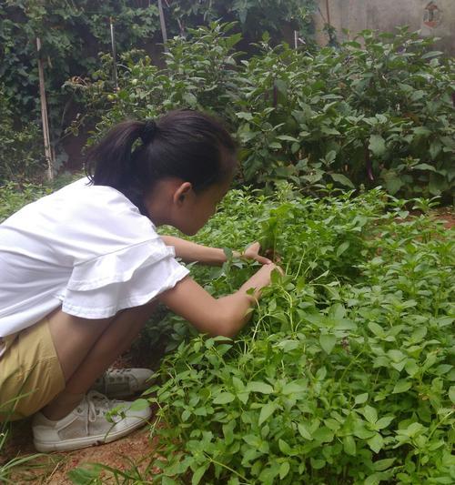 荆芥种植方法与时间详解（全面了解荆芥的生长条件和栽培技巧）