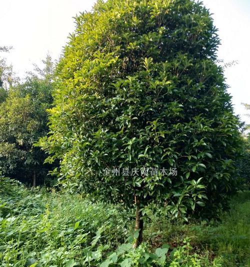 如何种植健康的桂花树（桂花树种植方法详解，让你轻松打造私家花园）
