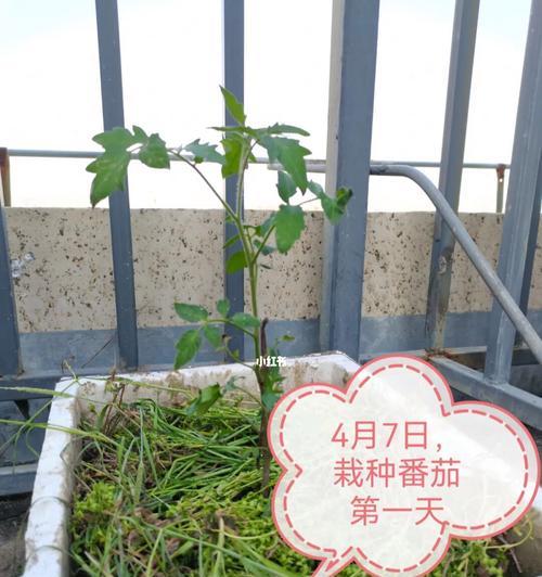 阳台种菜，可选种这些蔬菜（选择适合阳台环境的蔬菜，打造城市中的小农场）