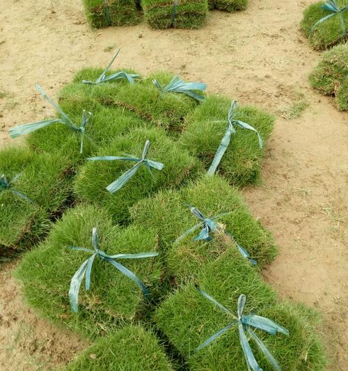 马尼拉草籽的种植方法（打造绿色空间，从马尼拉草开始）