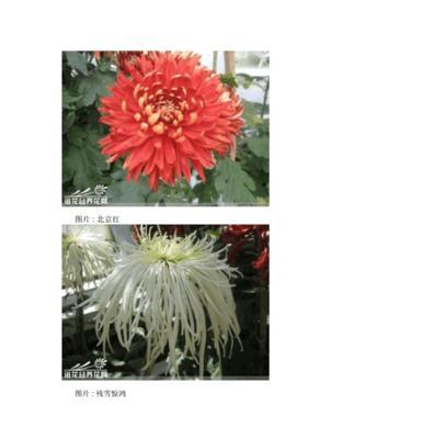 探秘各类菊花品种（了解多样性、欣赏美丽，让菊花开遍天下）