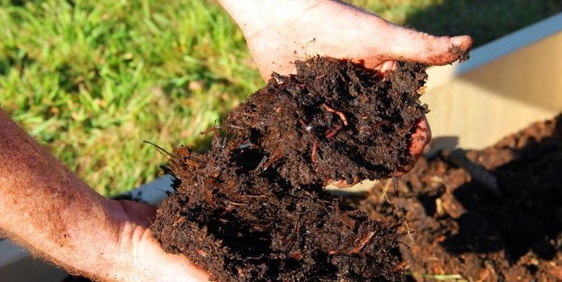 如何制作高质量的泥碳土（掌握制作技巧，打造绿色环保生态土壤）