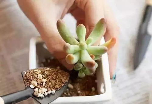 郁金香烂根的处理方法（如何拯救烂根郁金香？）