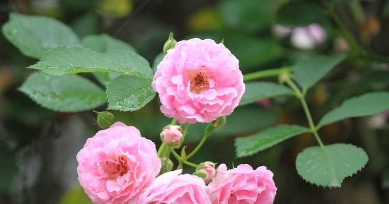 如何成功养殖美丽的蔷薇花（掌握生长技巧，打造梦幻花园）