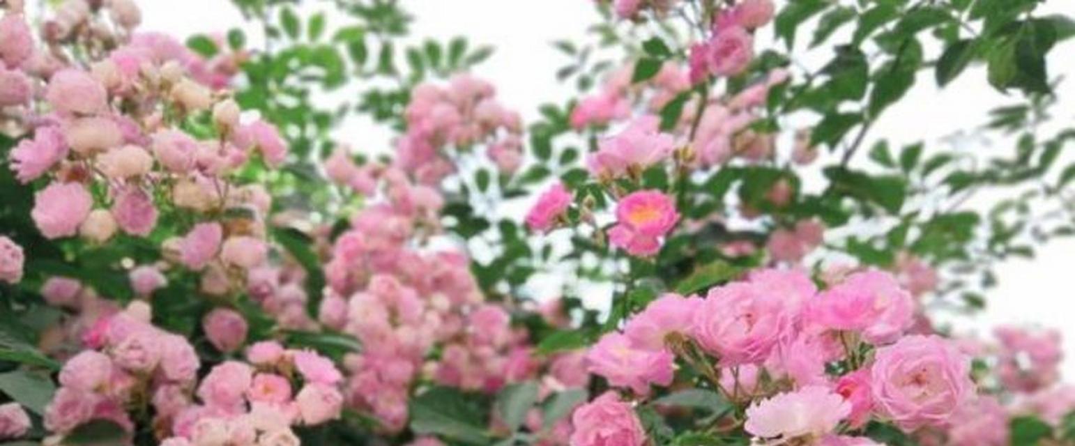 如何成功养殖美丽的蔷薇花（掌握生长技巧，打造梦幻花园）