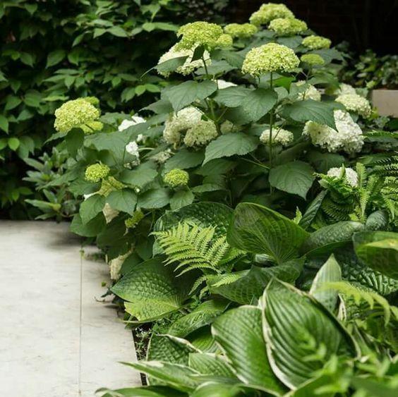 室内耐阴植物，给你的居室增添绿色（选择适合的植物，让室内充满活力与生机）