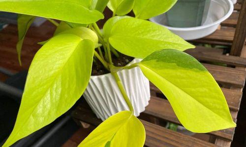 绿萝开花的惊人之美（探究绿萝开花的颜色与特征）