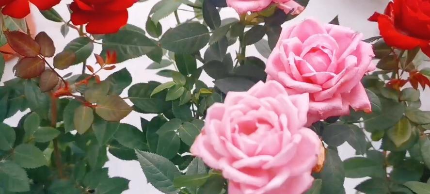 玫瑰花开花时间的秘密