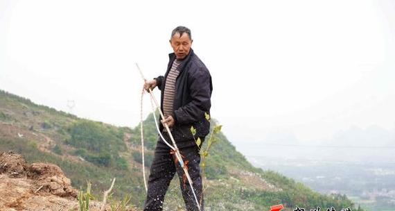 掌握油茶树种植技术，助力致富奔小康（从选地到采摘，这些技术你必须知道）