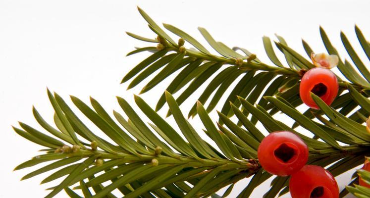 红豆杉——神奇的植物（探秘红豆杉的功效与作用，了解这个神奇植物）