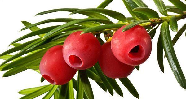 红豆杉——神奇的植物（探秘红豆杉的功效与作用，了解这个神奇植物）