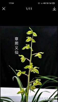 惠兰开花时间详解（探究惠兰开花期，让家园多一份芳香）