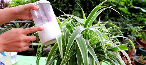 如何种植紫罗吊兰（详细步骤及注意事项，种植技巧让您轻松做到）