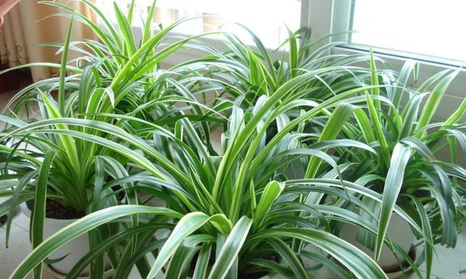 如何种植紫罗吊兰（详细步骤及注意事项，种植技巧让您轻松做到）