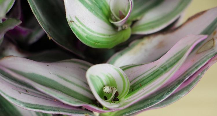 如何种植紫罗吊兰（详细步骤及注意事项，种植技巧让您轻松做到）