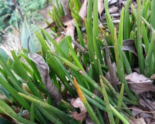 蜈蚣草的养护指南（了解蜈蚣草的生长习惯和注意事项，让你的蜈蚣草健康茁壮成长）