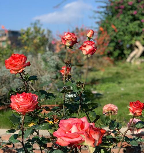 玫瑰花的种植技巧（从选址到施肥，一步步教你打造美丽的玫瑰花园）