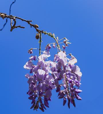 紫藤花的花语（揭秘紫藤花传达的意义与文化）