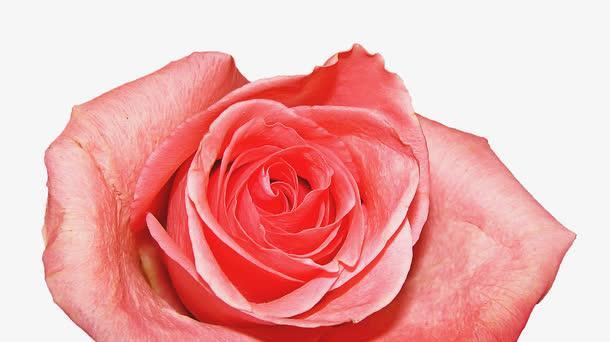 33朵粉色玫瑰花的代表意义（探究玫瑰花在礼仪文化中的重要性）
