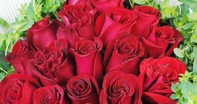 十二支玫瑰花的花语（了解不同颜色的玫瑰花所代表的寓意）
