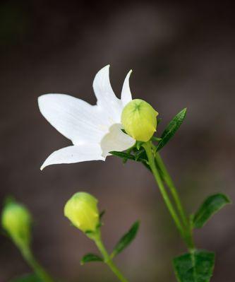 白色洋桔梗——清新高雅的花语之选（传递纯洁和无畏的勇气，彰显独特的个性魅力）