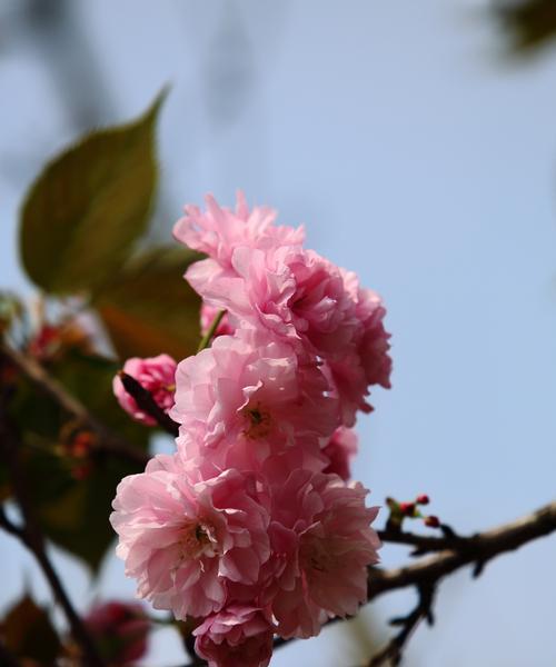 樱花花语——美丽与祝福的象征（深入探究樱花花语及其文化内涵）